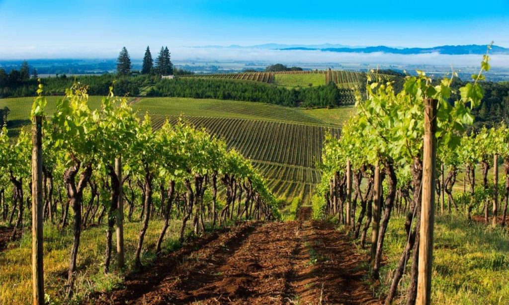 Scenic view of a large vineyard from a winery in Willamette Valley Oregon with mountains and city views